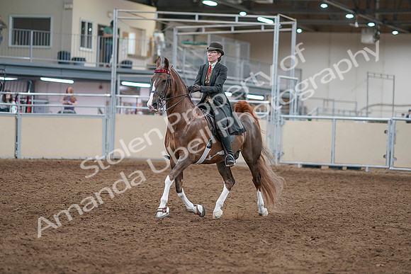 2020 - AB Morgan Horse - Sat, Sept 05 - 12950