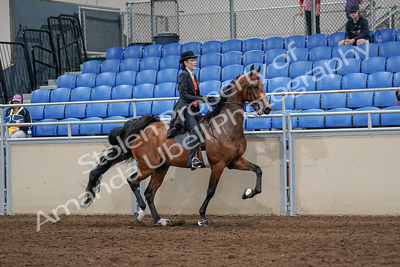 2020 - AB Morgan Horse - Sat, Sept 05 - 06761
