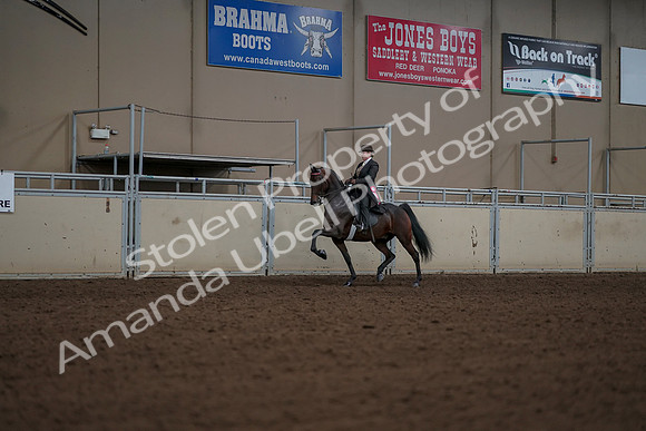 2019 Morgan Horse Show - Aug 30, 2019 - 28288