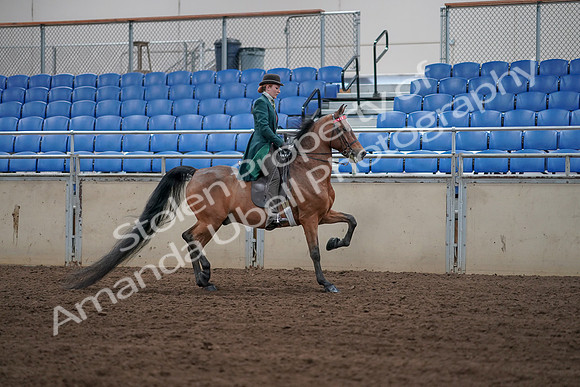 2019 Morgan Horse Show - Sept 01, 2019 - 13291