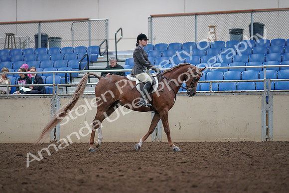 2019 Morgan Horse Show - Aug 31, 2019 - 16075