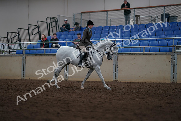 2019 Morgan Horse Show - Sept 01, 2019 - 08818