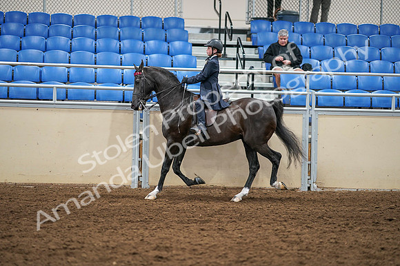 2020 - AB Morgan Horse - Fri, Sept 04 - 02990