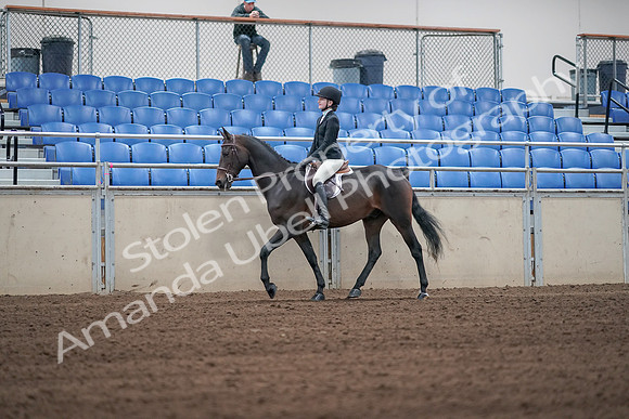 2019 Morgan Horse Show - Sept 01, 2019 - 03655