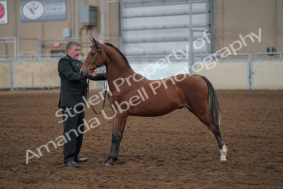 2019 Morgan Horse Show - Aug 30, 2019 - 25615