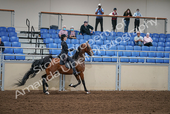 2020 - AB Morgan Horse - Sat, Sept 05 - 06823