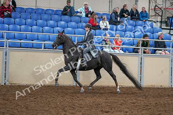 2020 - AB Morgan Horse - Sat, Sept 05 - 13725