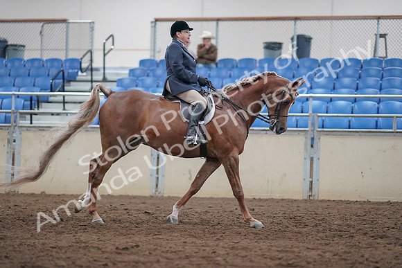 2019 Morgan Horse Show - Sept 01, 2019 - 08867