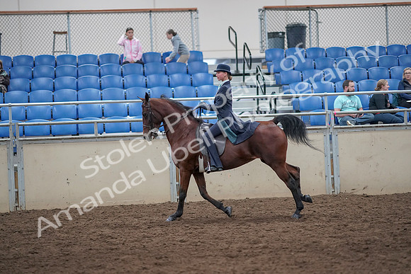 2019 Morgan Horse Show - Aug 31, 2019 - 08862