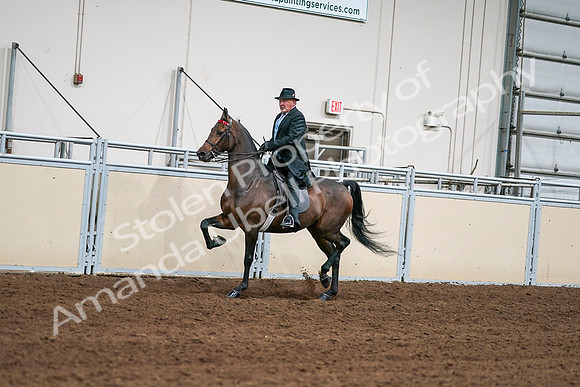 2020 - AB Morgan Horse - Sat, Sept 05 - 08109
