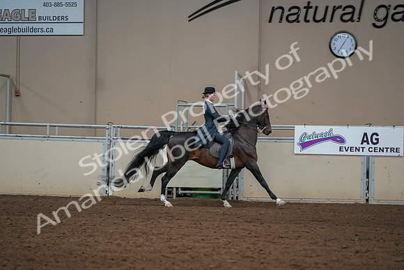 2019 Morgan Horse Show - Aug 30, 2019 - 25336