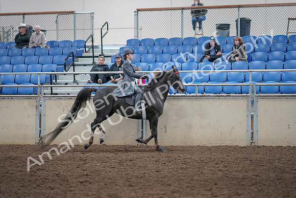 2019 Morgan Horse Show - Aug 31, 2019 - 09729