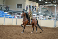 2020 - AB Morgan Horse - Sat, Sept 05 - 05285
