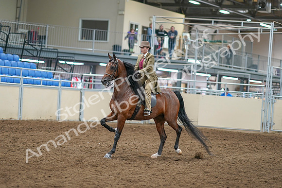 2020 - AB Morgan Horse - Sat, Sept 05 - 05285