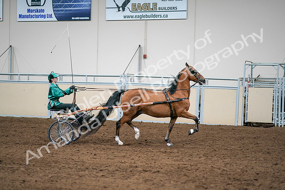2020 - AB Morgan Horse - Sat, Sept 05 - 12454
