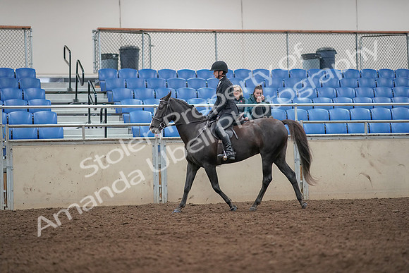 2019 Morgan Horse Show - Aug 31, 2019 - 07181