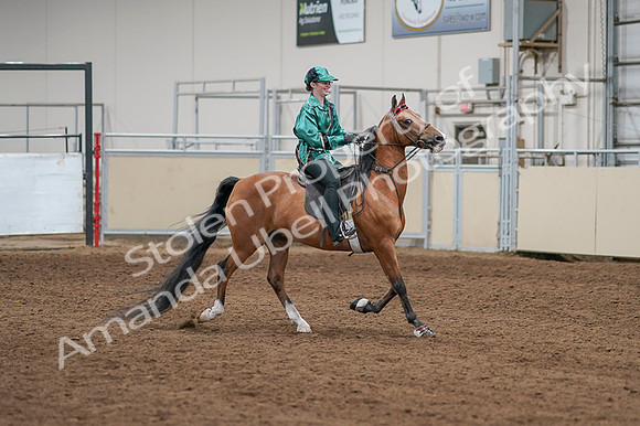 2020 - AB Morgan Horse - Fri, Sept 04 - 08675
