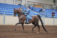 2020 - AB Morgan Horse - Sun, Sept 06 - 00016