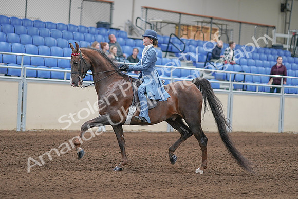 2020 - AB Morgan Horse - Sun, Sept 06 - 00016