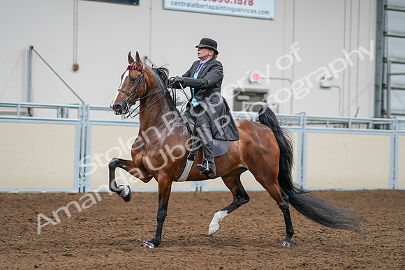 2020 - AB Morgan Horse - Sat, Sept 05 - 13172