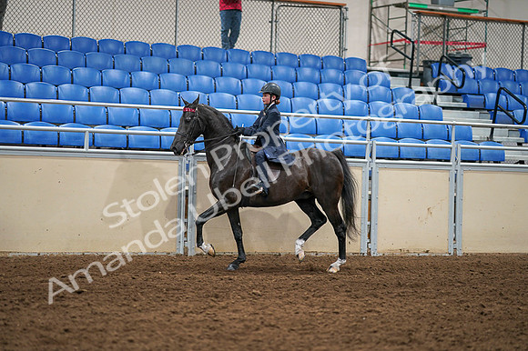 2020 - AB Morgan Horse - Fri, Sept 04 - 02977