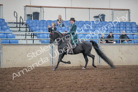 2019 Morgan Horse Show - Aug 30, 2019 - 15331