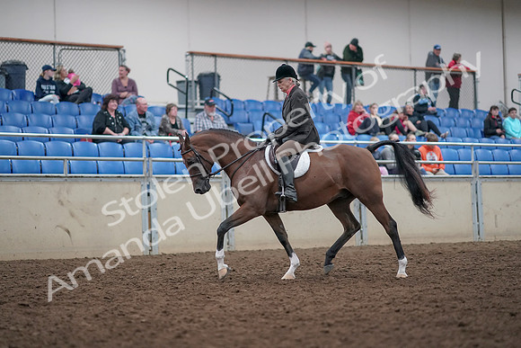 2019 Morgan Horse Show - Aug 31, 2019 - 15954