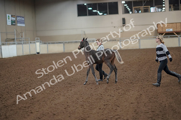 2019 Morgan Horse Show - Aug 30, 2019 - 24914