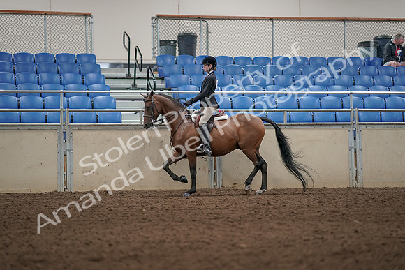 2019 Morgan Horse Show - Aug 31, 2019 - 04966