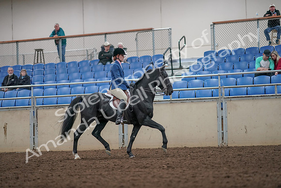 2019 Morgan Horse Show - Aug 31, 2019 - 07467