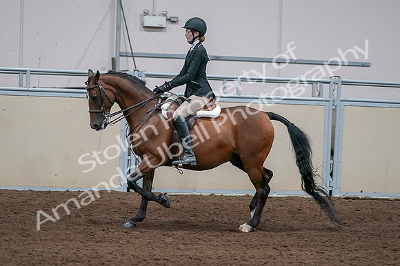 2020 - AB Morgan Horse - Fri, Sept 04 - 05942