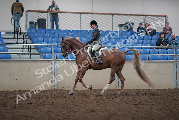 2019 Morgan Horse Show - Aug 31, 2019 - 16000