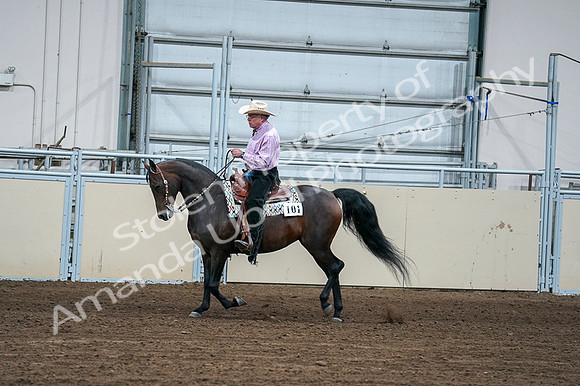 2020 - AB Morgan Horse - Fri, Sept 04 - 00537