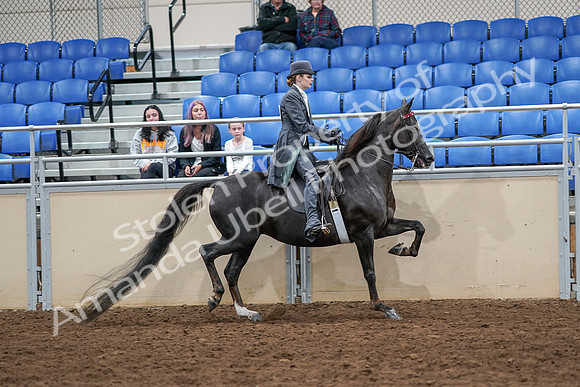 2020 - AB Morgan Horse - Sat, Sept 05 - 13957