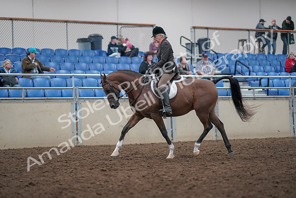 2019 Morgan Horse Show - Aug 31, 2019 - 15961