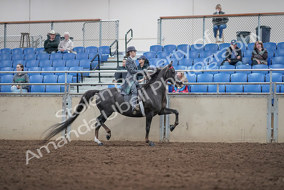 2019 Morgan Horse Show - Aug 31, 2019 - 09640
