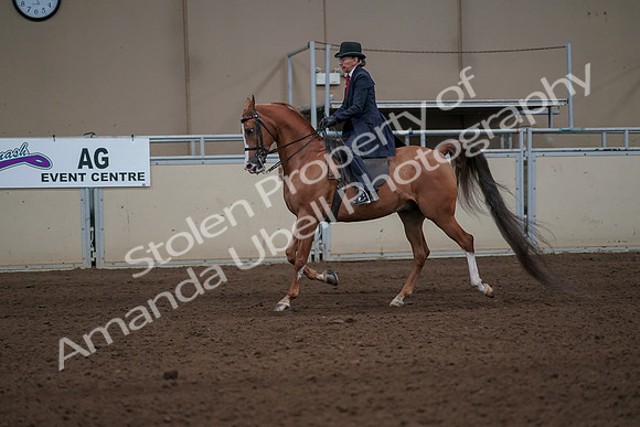 2019 Morgan Horse Show - Sept 01, 2019 - 11915