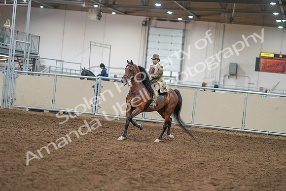 2020 - AB Morgan Horse - Sat, Sept 05 - 07918