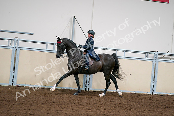 2020 - AB Morgan Horse - Fri, Sept 04 - 03059