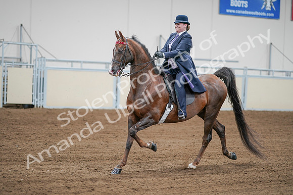 2020 - AB Morgan Horse - Fri, Sept 04 - 08215