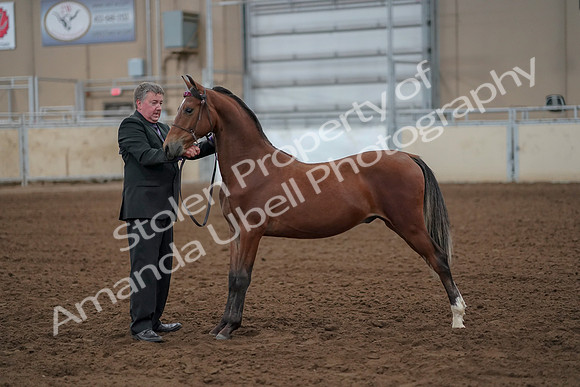 2019 Morgan Horse Show - Aug 30, 2019 - 25611