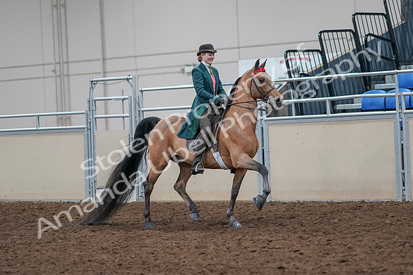 2020 - AB Morgan Horse - Sat, Sept 05 - 13856
