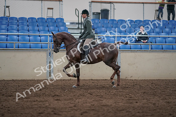 2019 Morgan Horse Show - Sept 01, 2019 - 08560