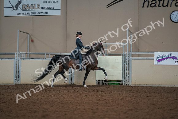 2019 Morgan Horse Show - Aug 30, 2019 - 25254