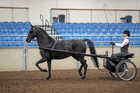 2019 Morgan Horse Show - Aug 31, 2019 - 04640