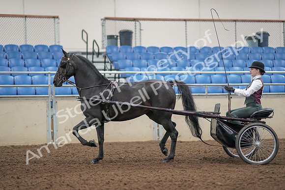 2019 Morgan Horse Show - Aug 31, 2019 - 04640