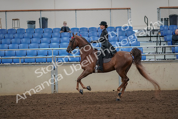 2019 Morgan Horse Show - Aug 30, 2019 - 25207