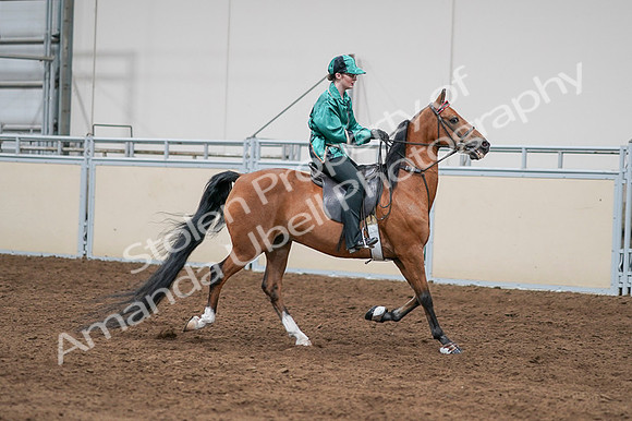 2020 - AB Morgan Horse - Fri, Sept 04 - 08685