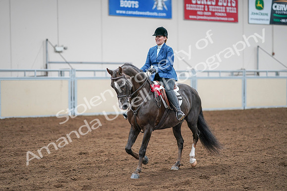 2020 - AB Morgan Horse - Sat, Sept 05 - 05257