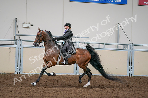 2020 - AB Morgan Horse - Sat, Sept 05 - 13012